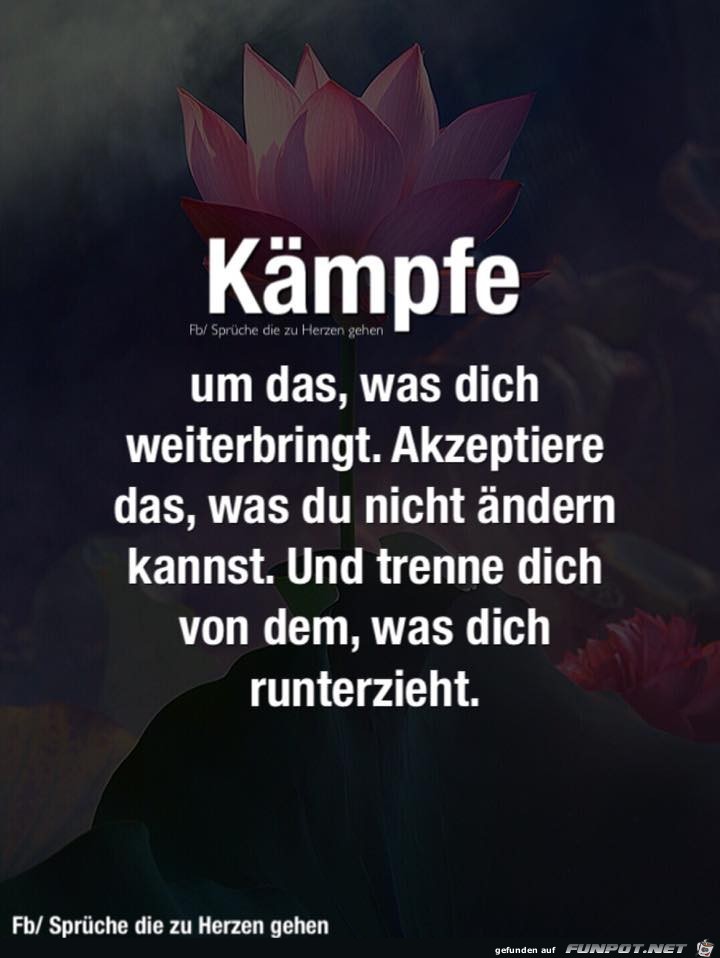Kaempfe Kaempfe