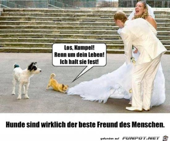 beste Freund des Menschen..