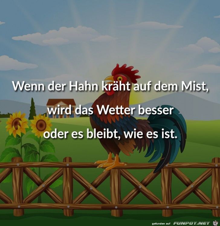 wenn der Hahn krht auf dem Mist