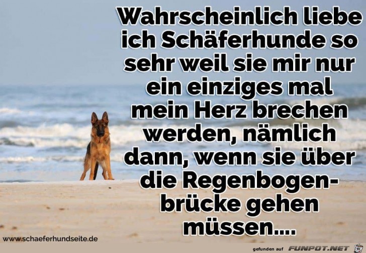 wenn sie über die Regenbogenbrücke gehen....... wenn sie über die Regenbogenbrücke gehen.......