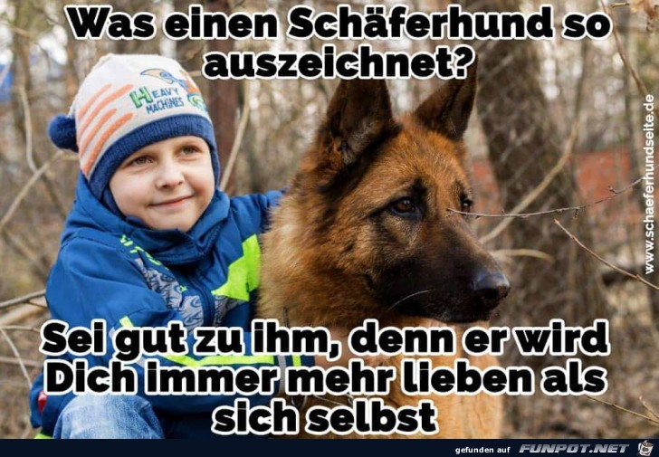 was einen Schäferhund so auszeichnet... was einen Schäferhund so auszeichnet...