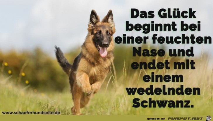 das Glück bginnt mit einer feuchten Nase..... das Glück bginnt mit einer feuchten Nase.....