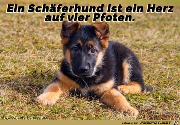 ein Herz auf vier Pfoten ein Herz auf vier Pfoten