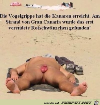 erstes verendetes Rotschwänzchen gefunden erstes verendetes Rotschwänzchen gefunden