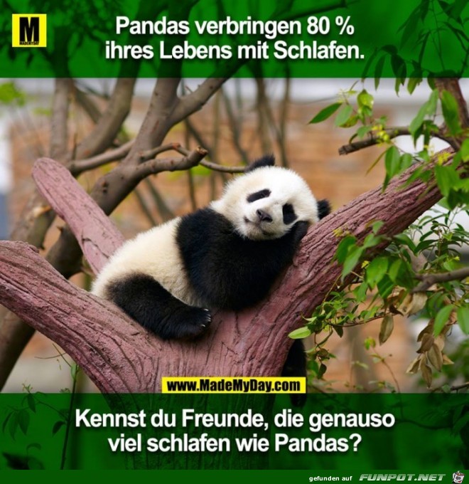 Pandas verbringen 80