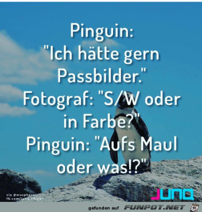 Lustiger Pinguin