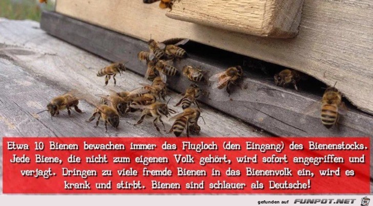 Bienen schlauer als Deutsche