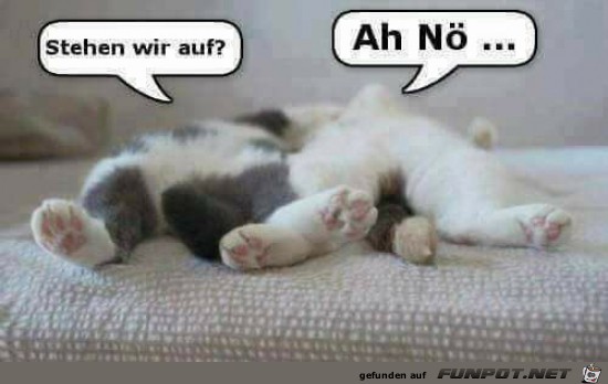 Keine Lust zum Aufstehen Keine Lust zum Aufstehen
