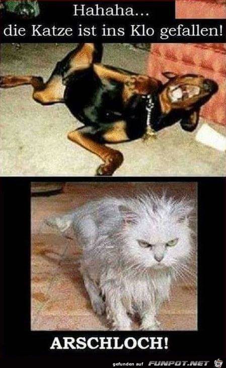 Hund vs. Katze