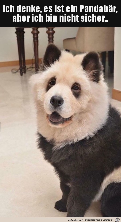 Ein Panda Ein Panda