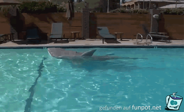 Der Hai im Pool