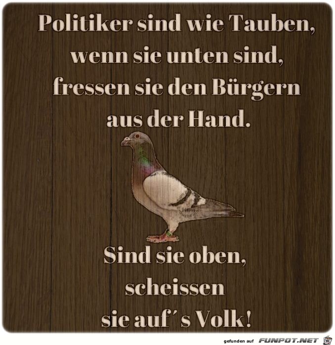 Politiker sind wie Tauben...