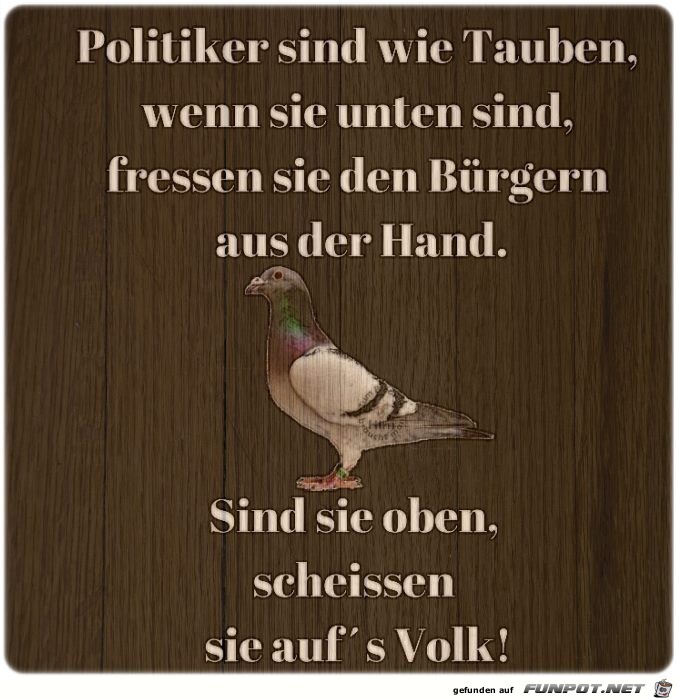 Politiker sind wie Tauben... Politiker sind wie Tauben...