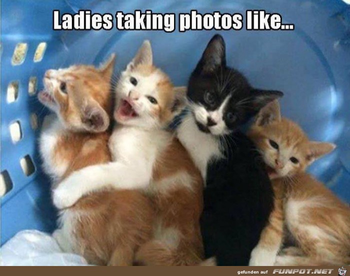 Katzen-Selfie