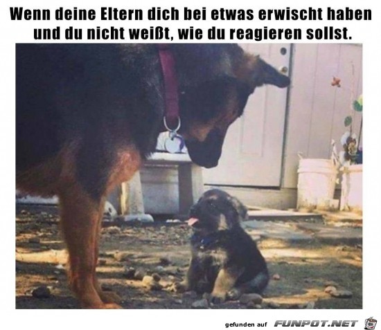 Erwischt Erwischt