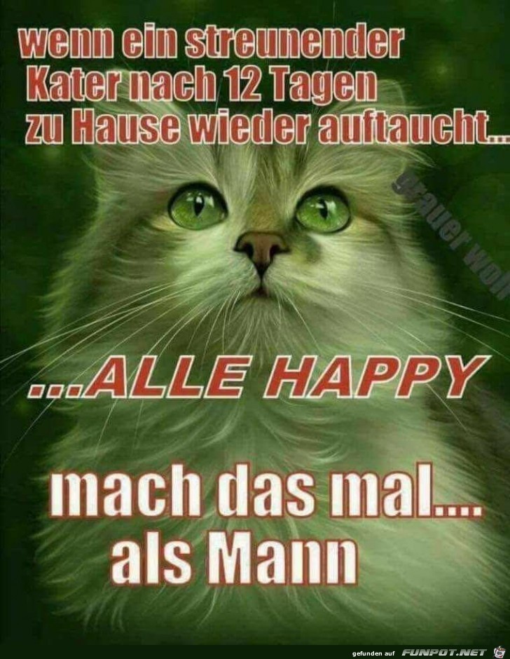 Kater nach 12 Tagen Kater nach 12 Tagen