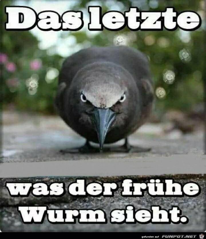 der frühe Wurm der frühe Wurm