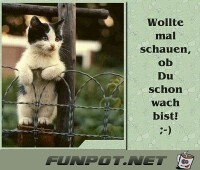 Wollte nur mal schauen