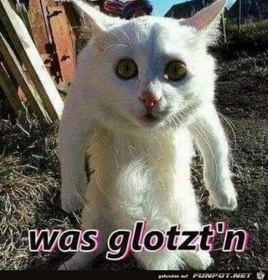 Glotz nicht so doof