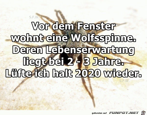 Wolfsspinne Wolfsspinne
