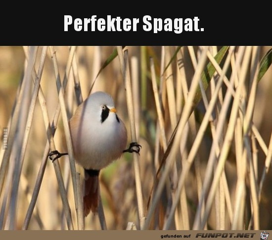 Perfekt