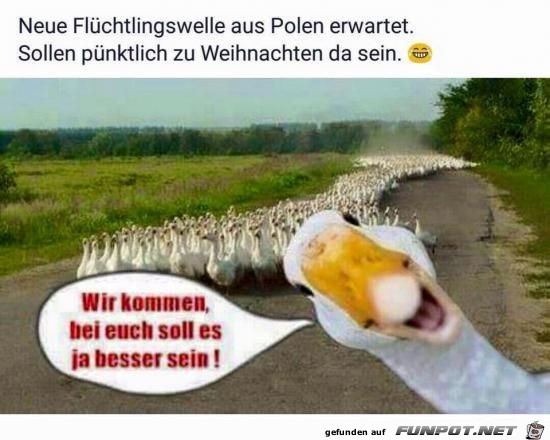 neue Flchtlingswelle aus Polen...