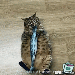 Katze freut sich Katze freut sich