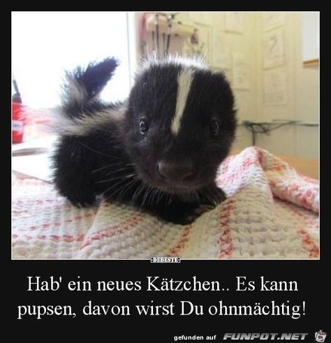 Neues Kätzchen Neues Kätzchen