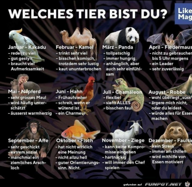 welches Tier bist du ? welches Tier bist du ?