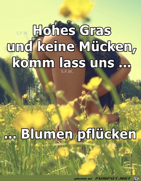 Hohes Gras Hohes Gras