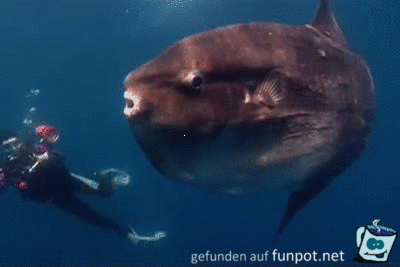 Monsterfisch Monsterfisch