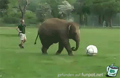 Fussball