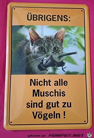 Muschis Muschis