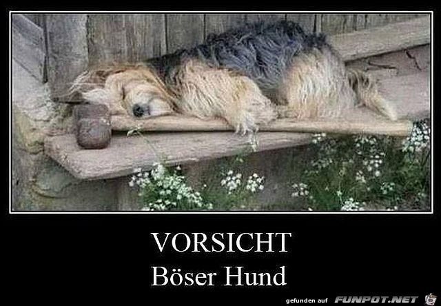 Böser Hund Böser Hund