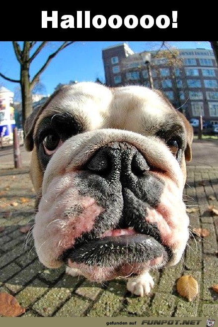 Hallo Hallo
