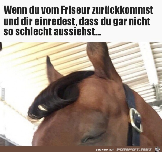 Scheiss Frisur Scheiss Frisur
