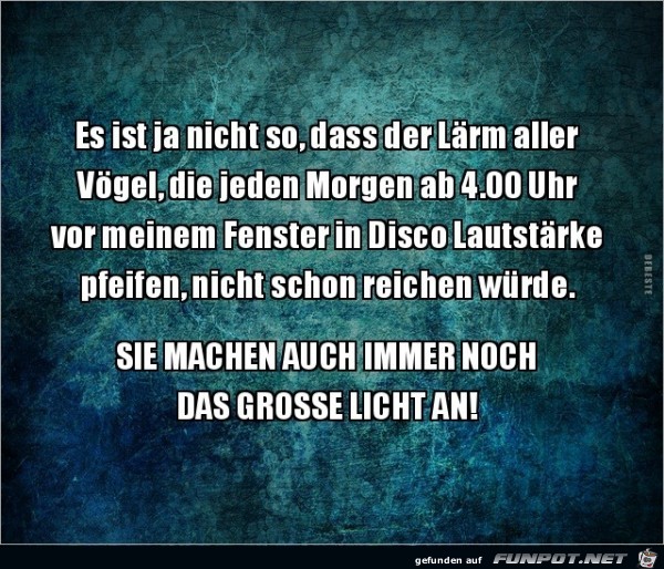Böse Vögel Böse Vögel