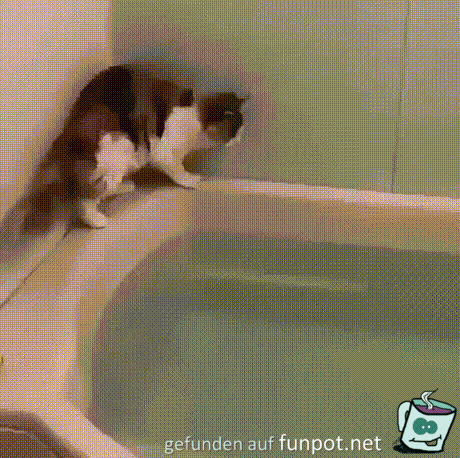 Katze hat Angst vor Wasser Katze hat Angst vor Wasser