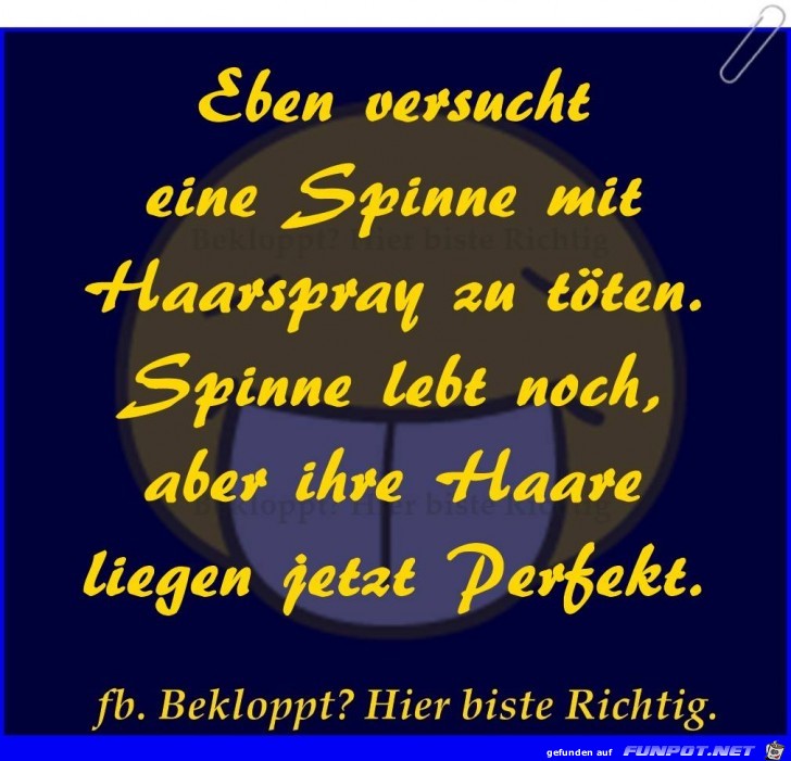 Versucht eine Spinne