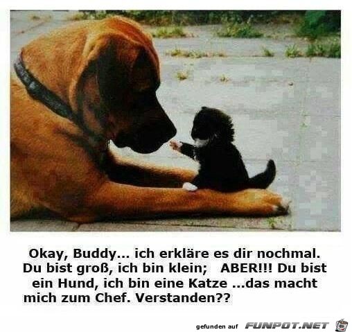 ich bin Chef, verstanden