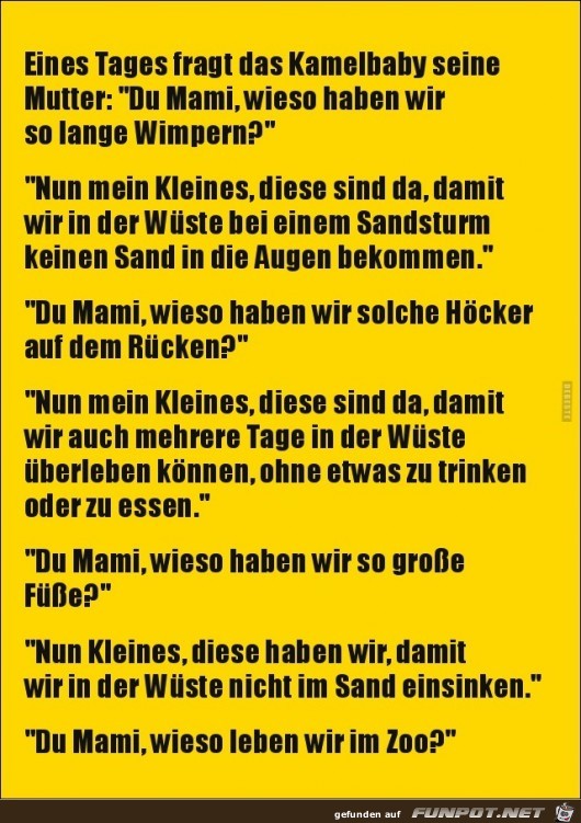 Kamelbaby fragt:.... Kamelbaby fragt:....