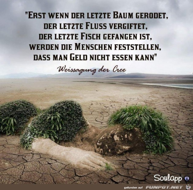 erst wenn der letzte baum erst wenn der letzte baum