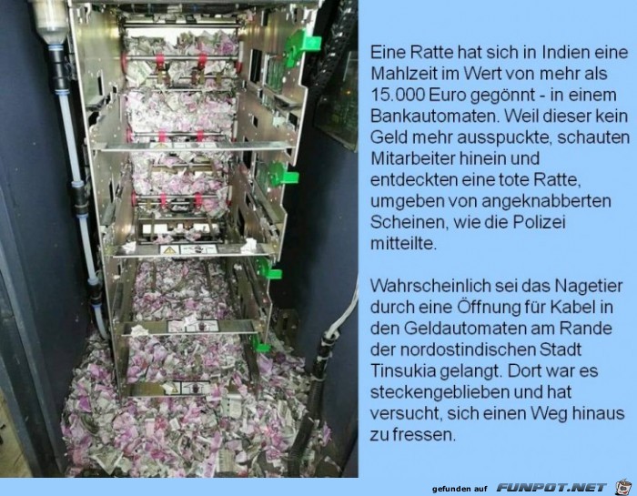 Ratte hat sich eine Mahlzeit von 15.000 Euro gegönnt Ratte hat sich eine Mahlzeit von 15.000 Euro gegönnt