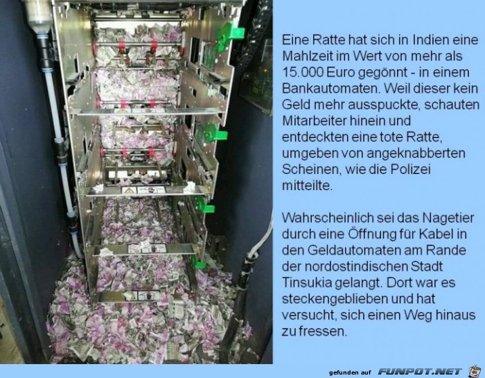 Ratte hat sich eine Mahlzeit von 15.000 Euro gegnnt