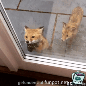 wir wollen rein wir wollen rein