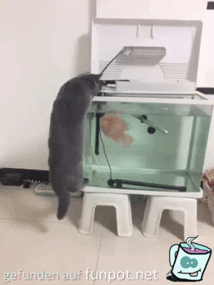 Fisch greift Katze an