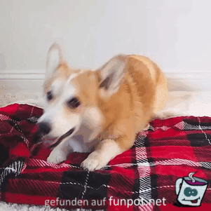 Gute Nacht Gute Nacht