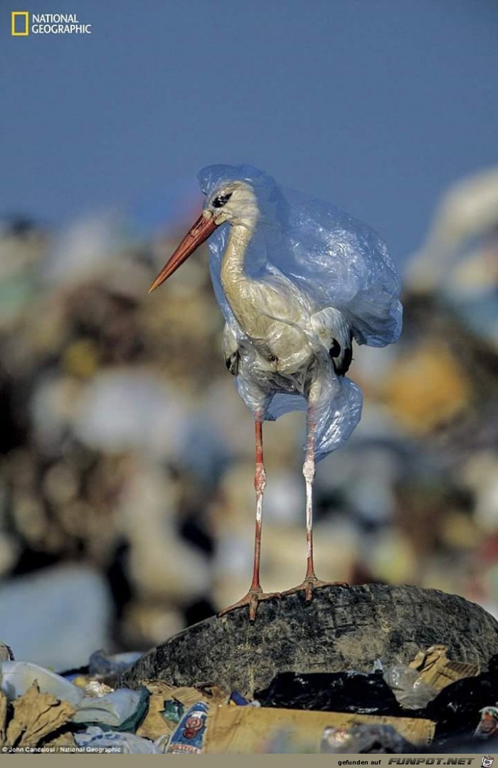 Gefangen im Plastikmüll Gefangen im Plastikmüll