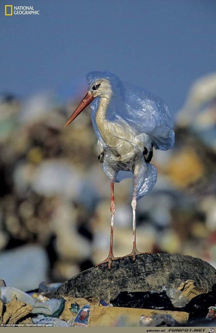 Gefangen im Plastikmll