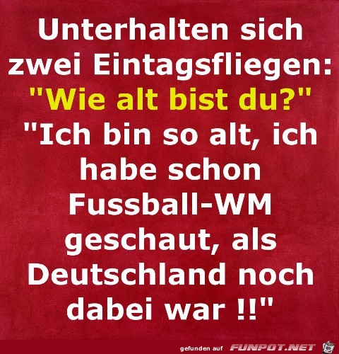 Eintagsfliegen Eintagsfliegen